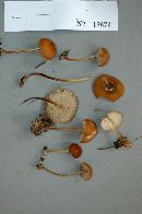 Marasmius cohaerens image